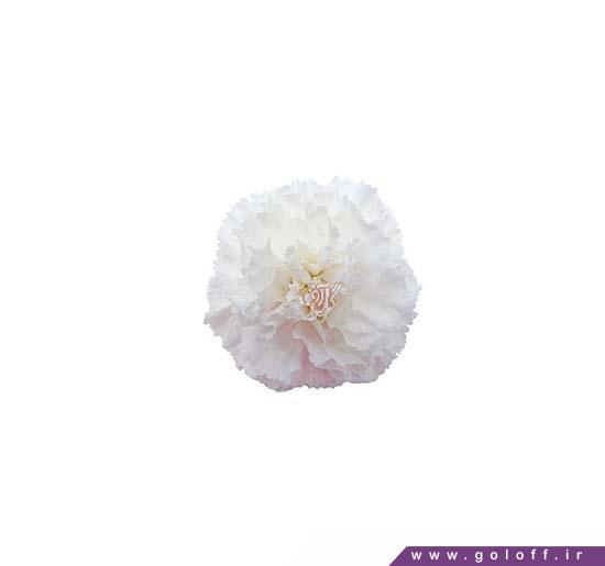 گل شاخه ای - گل میخک دلیسیا - Carnation | گل آف